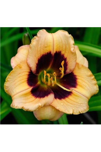 Лілійник Піч Пудінг / Гемерокаліс Піч Пудінг | Hemerocallis Peach Pudding | Лилейник Пич Пудинг / Гемерокалис Пич Пудинг 